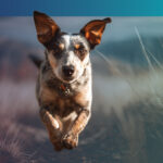 Fetch_2026_Event-images_01_Charlotte