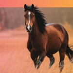 Fetch_2026_Event-images_03_Kansas-City