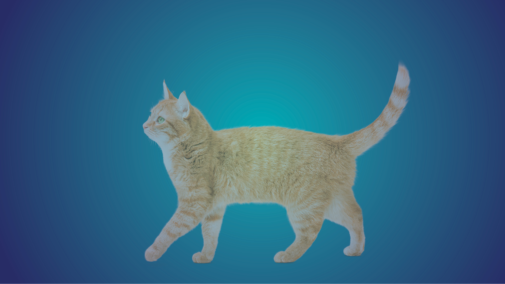 Fetch Encore: Feline Medicine