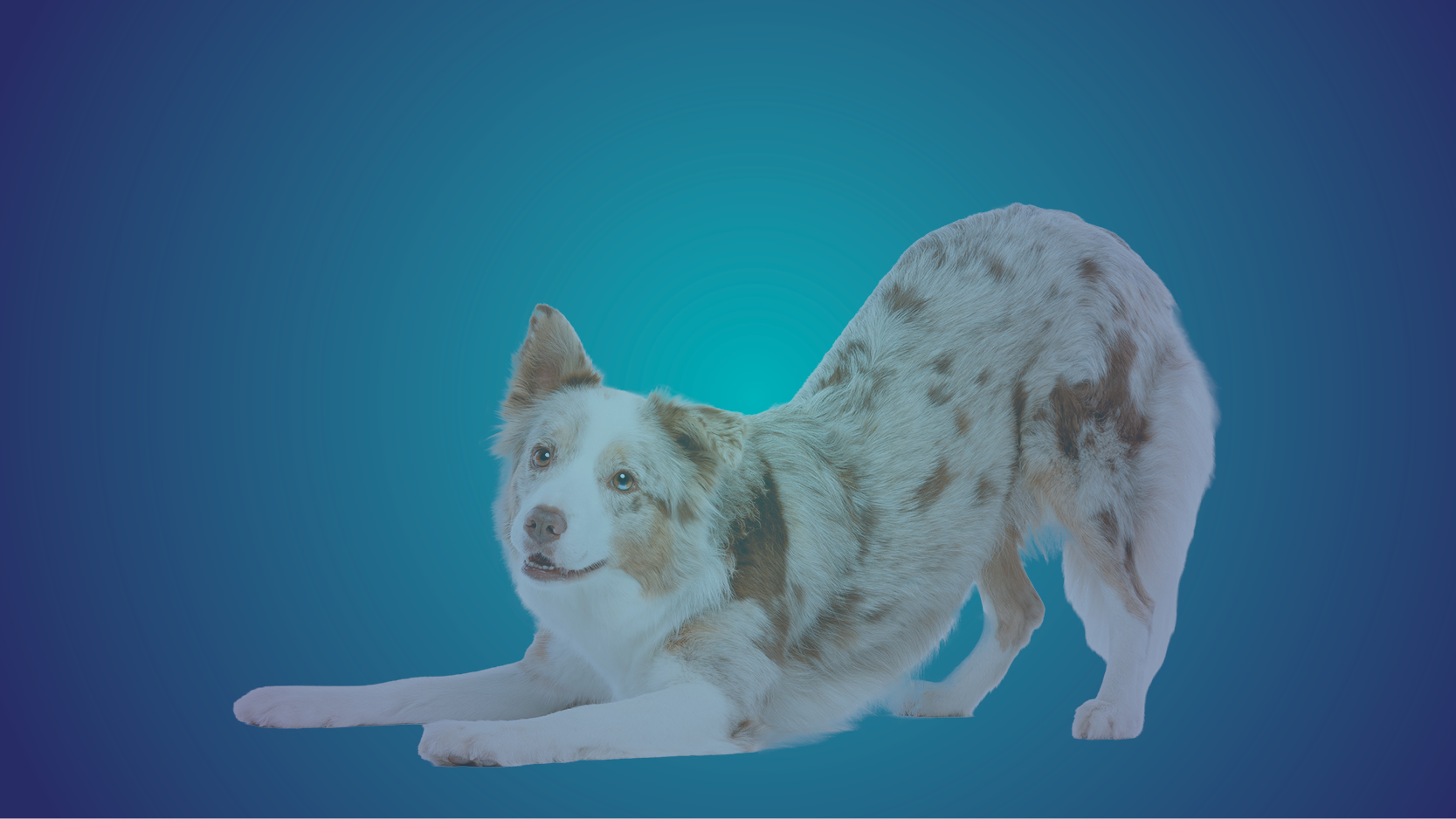 Fetch Encore: Pain Management