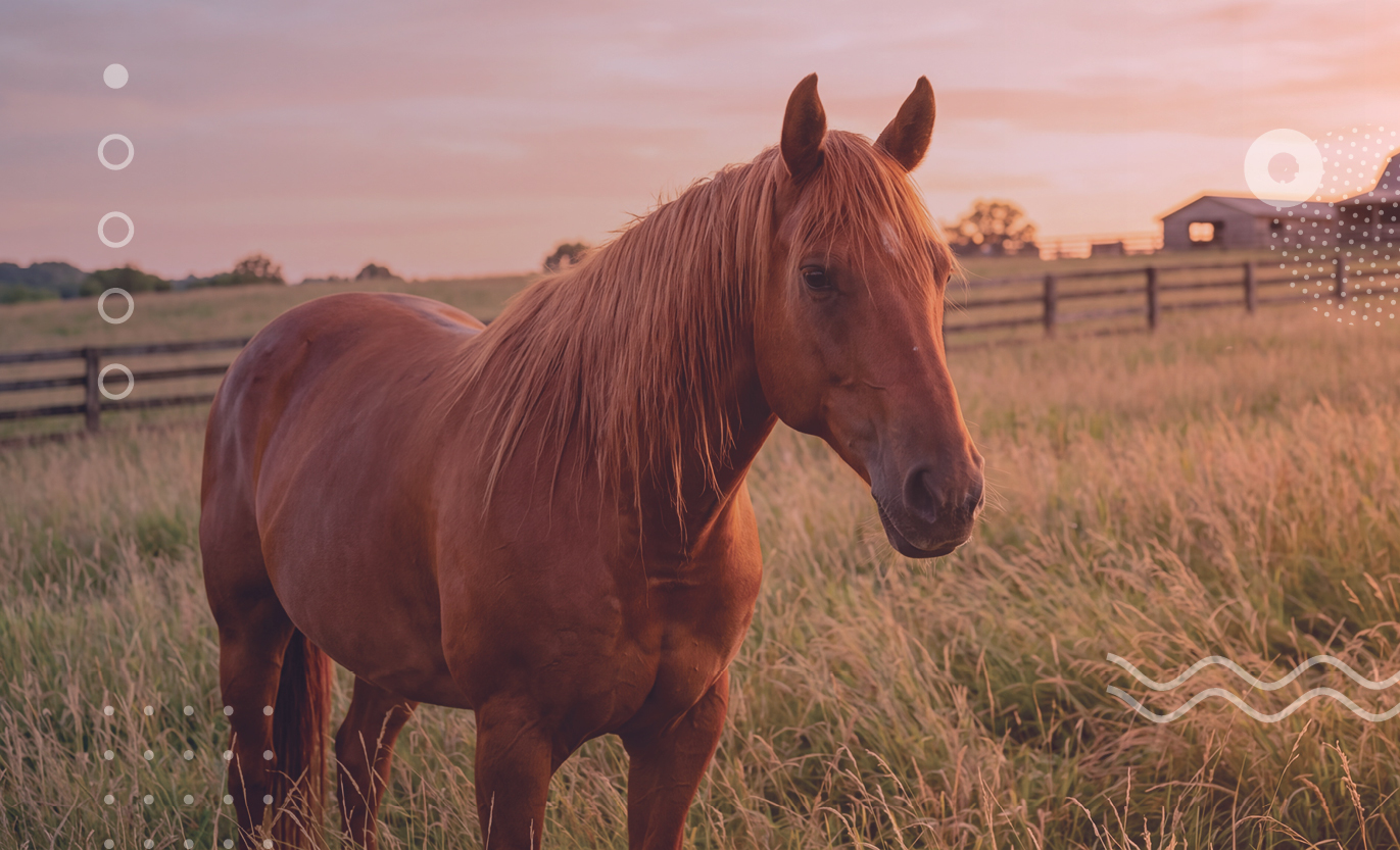 Fetch Nashville Veterinary Conference 2027