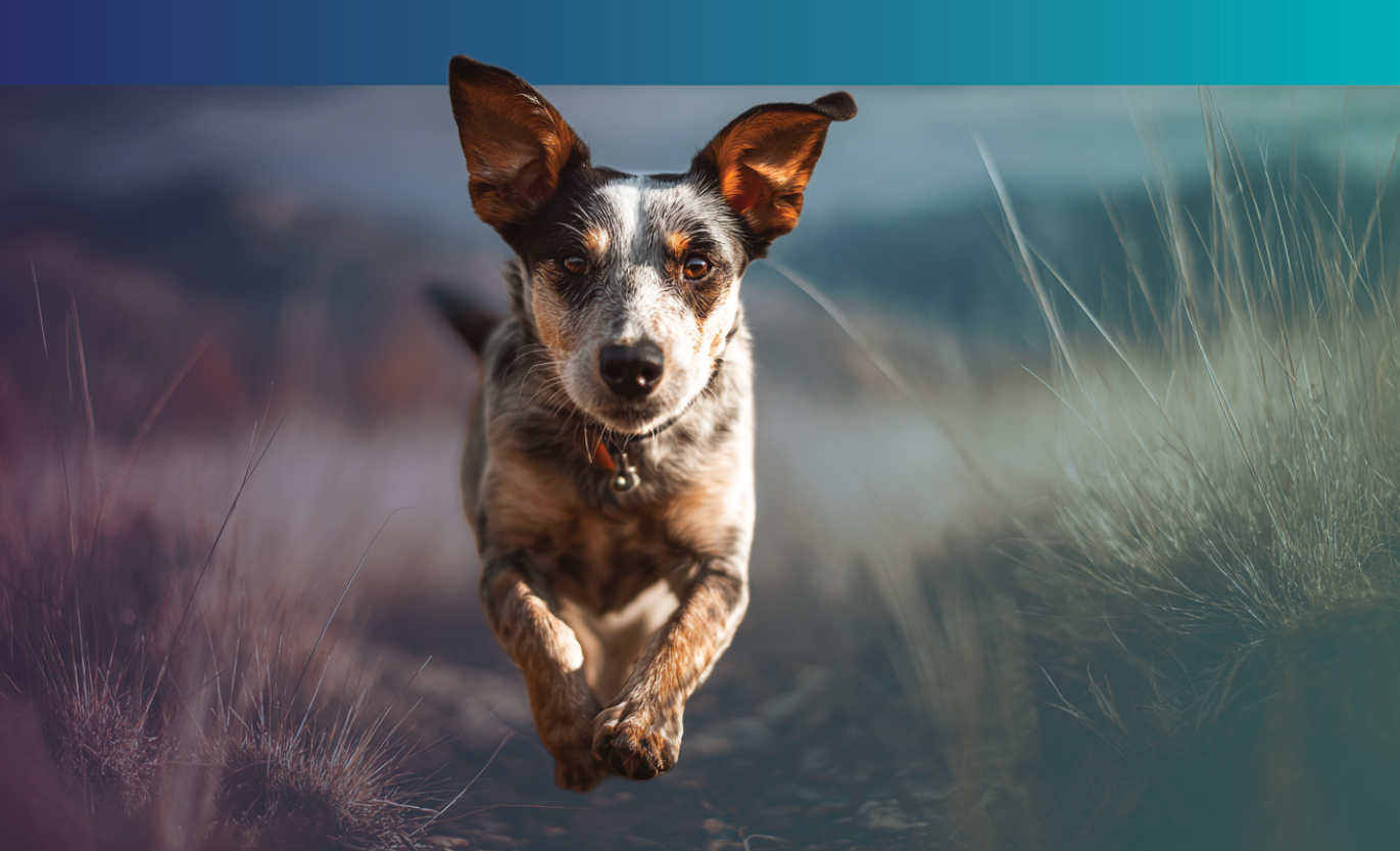 Fetch Phoenix Veterinary Conference 2027